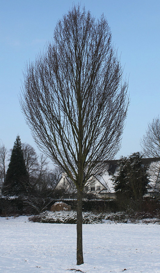 Image of Carpinus betulus specimen.