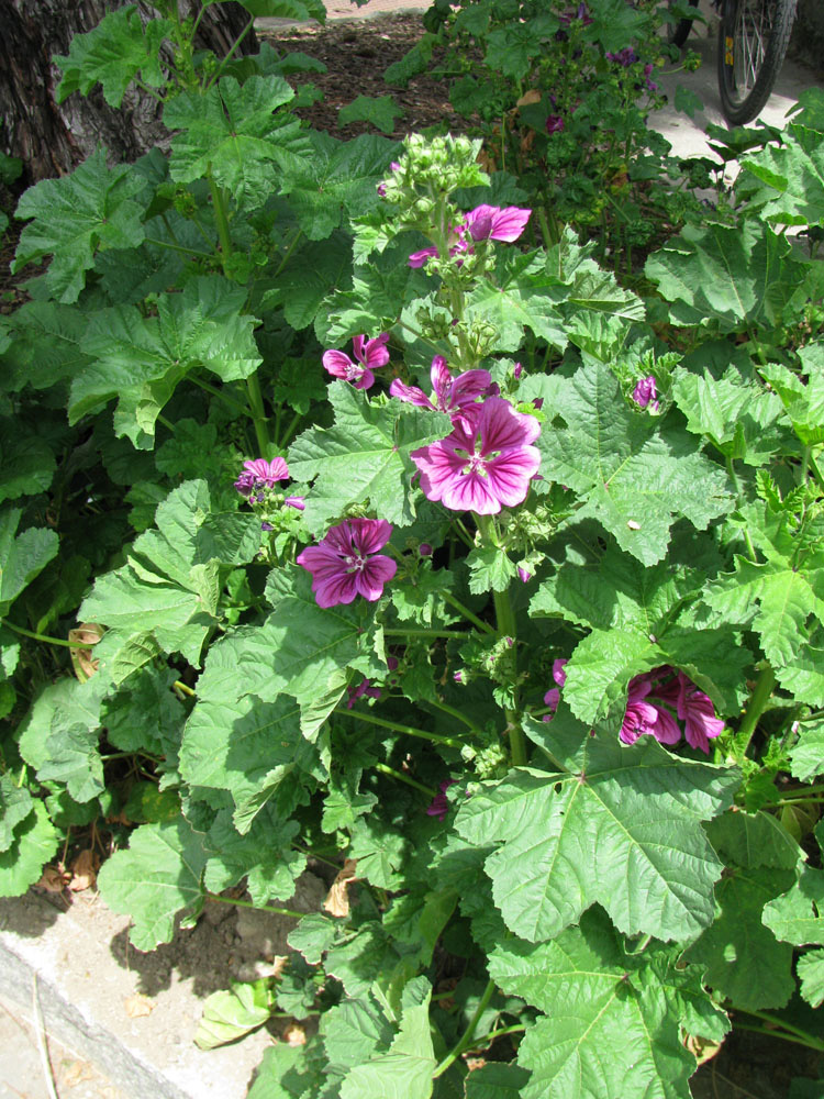 Image of Malva mauritiana specimen.