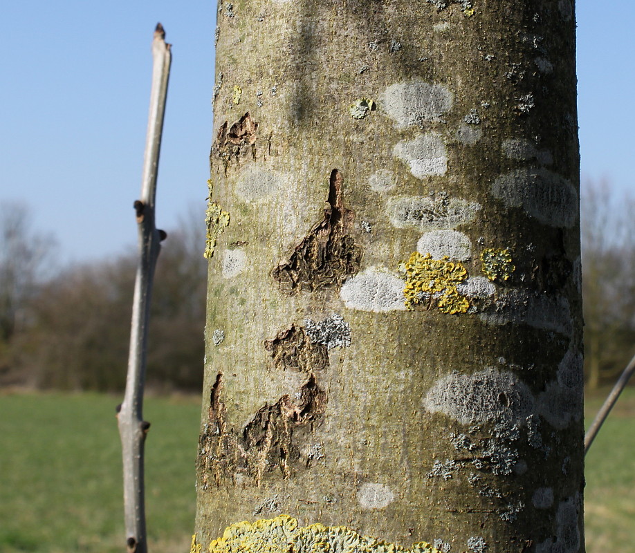 Image of Fraxinus excelsior specimen.