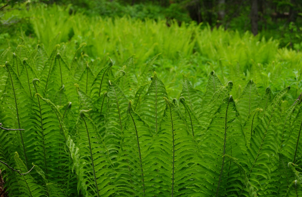 Изображение особи Matteuccia struthiopteris.