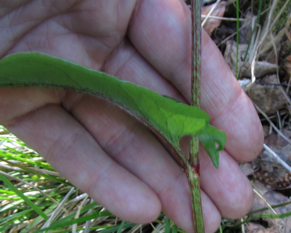 Image of genus Rumex specimen.