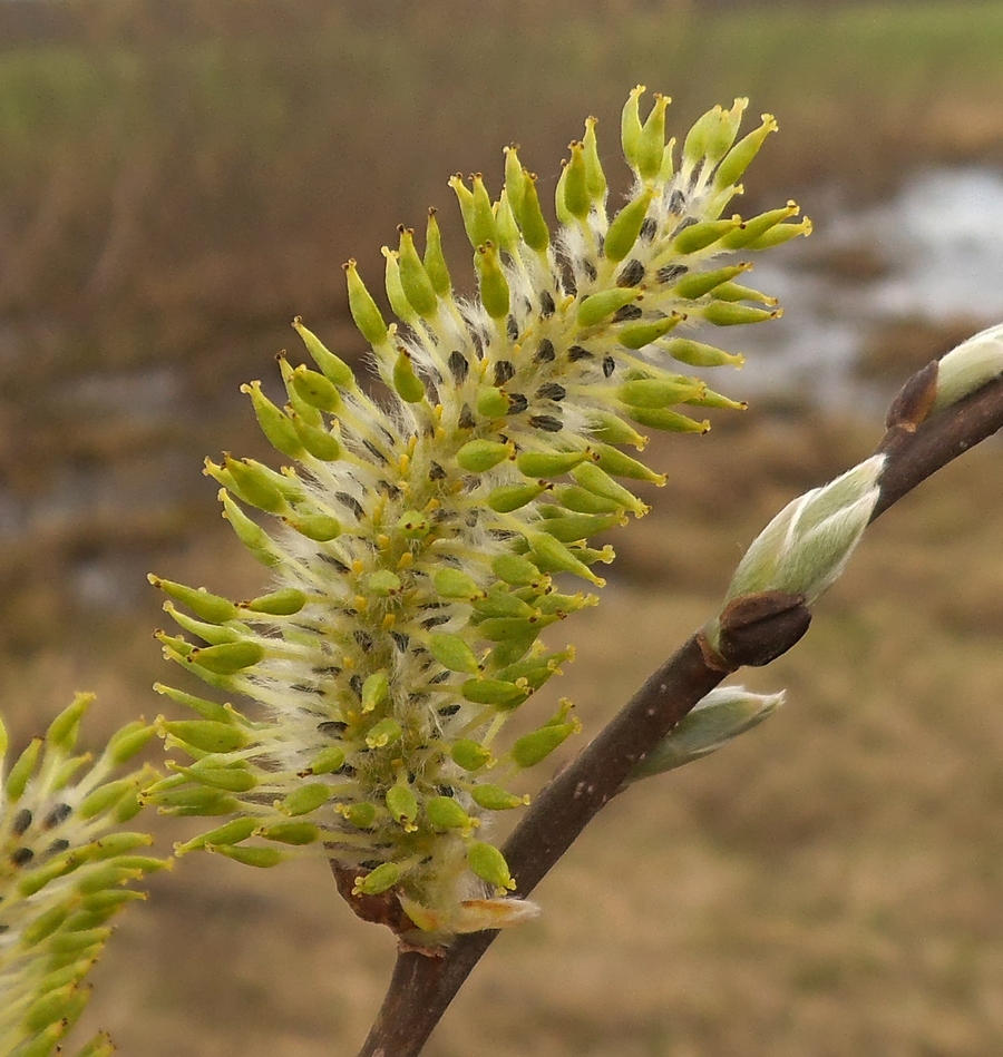 Изображение особи Salix &times; puberula.