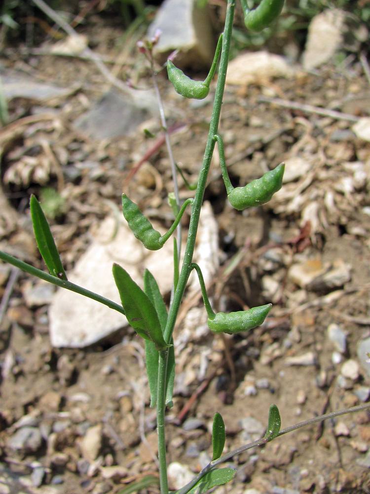 Image of Goldbachia torulosa specimen.