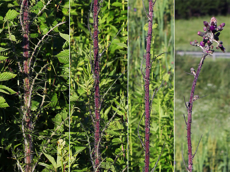 Image of Cirsium palustre specimen.