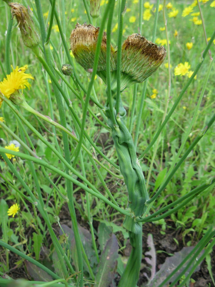 Image of Hypochaeris radicata specimen.