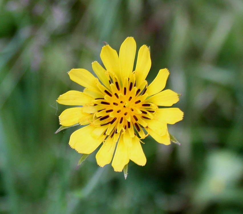 Image of genus Tragopogon specimen.