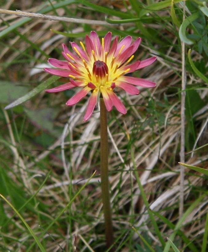 Image of Taraxacum porphyranthum specimen.