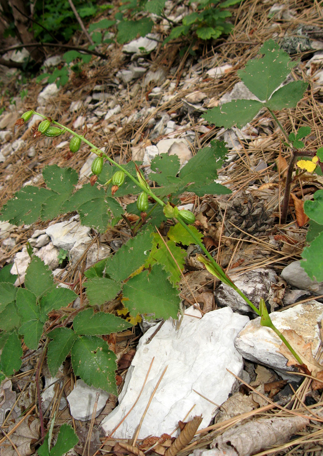 Изображение особи Epipactis persica.