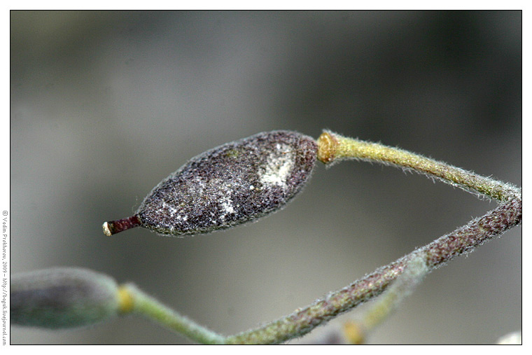 Image of Schivereckia podolica specimen.