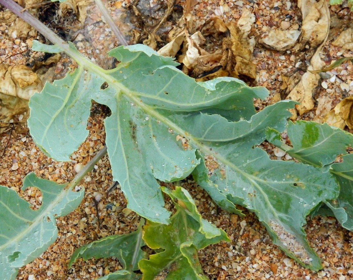 Image of Crambe maritima specimen.