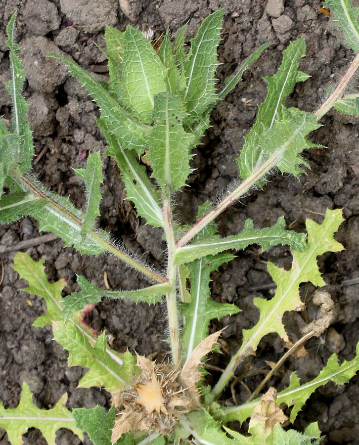 Image of Centaurea benedicta specimen.