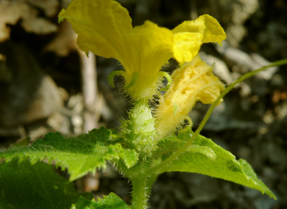 Изображение особи Cucumis sativus.