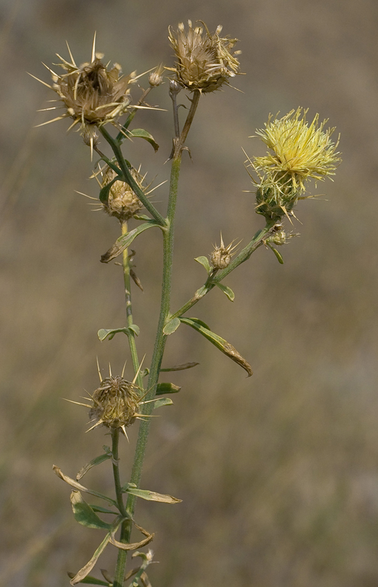 Image of Centaurea salonitana specimen.