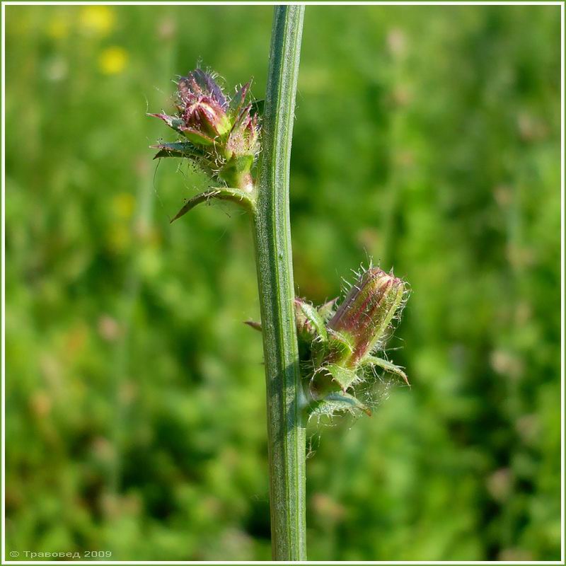 Image of Cichorium intybus specimen.