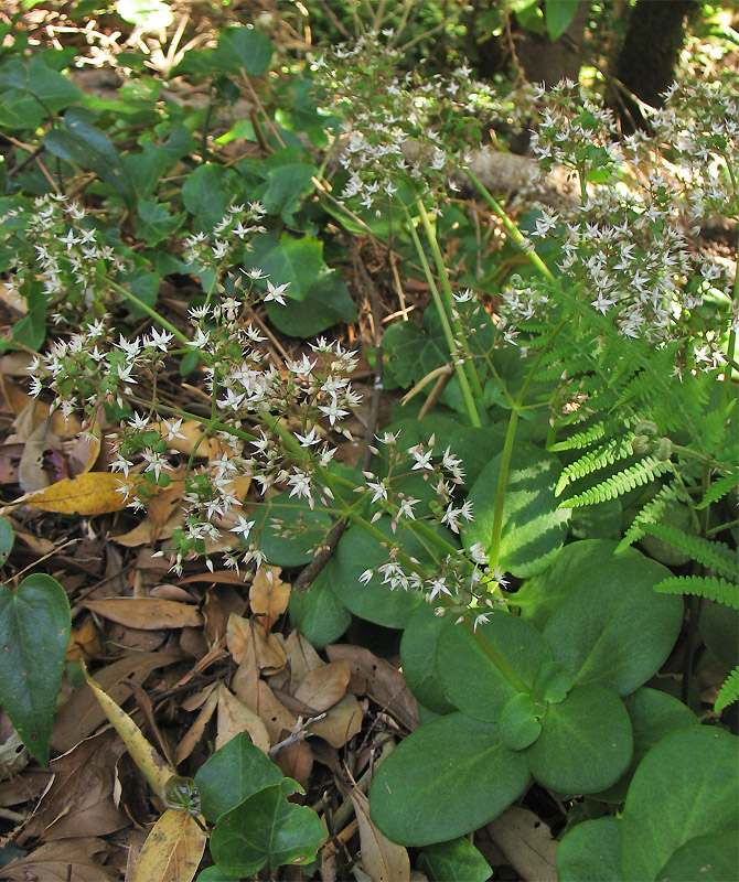 Image of Crassula multicava specimen.