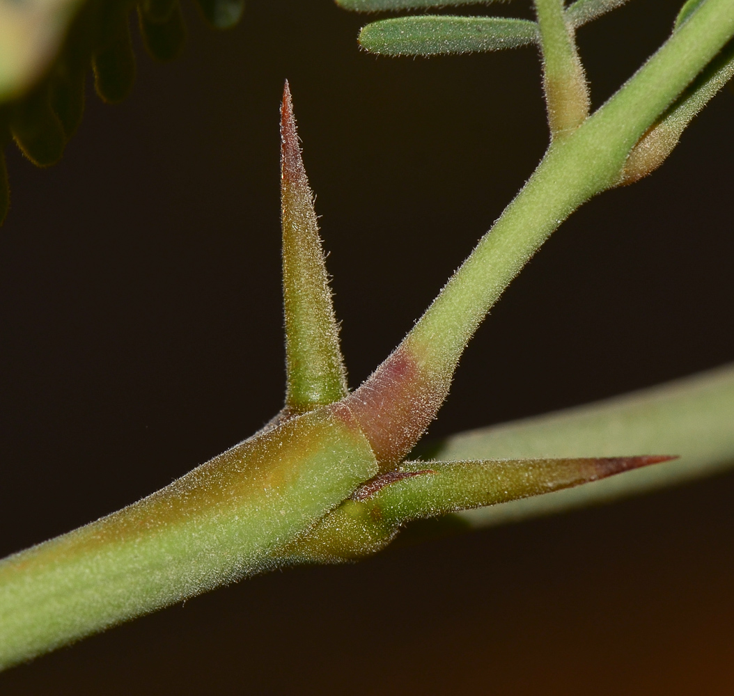 Изображение особи Prosopis alba.