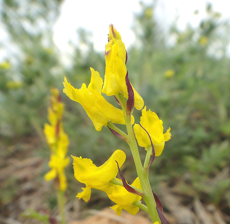 Image of Corydalis sibirica specimen.