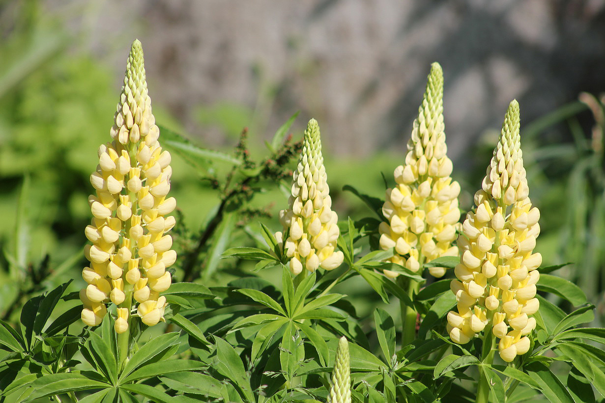 Изображение особи Lupinus &times; regalis.