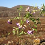 Vicia biennis. Верхушка цветущего растения. Краснодарский край, Крымский р-н, Неберджаевское вдхр, берег высохшего водоёма. 23.11.2013.