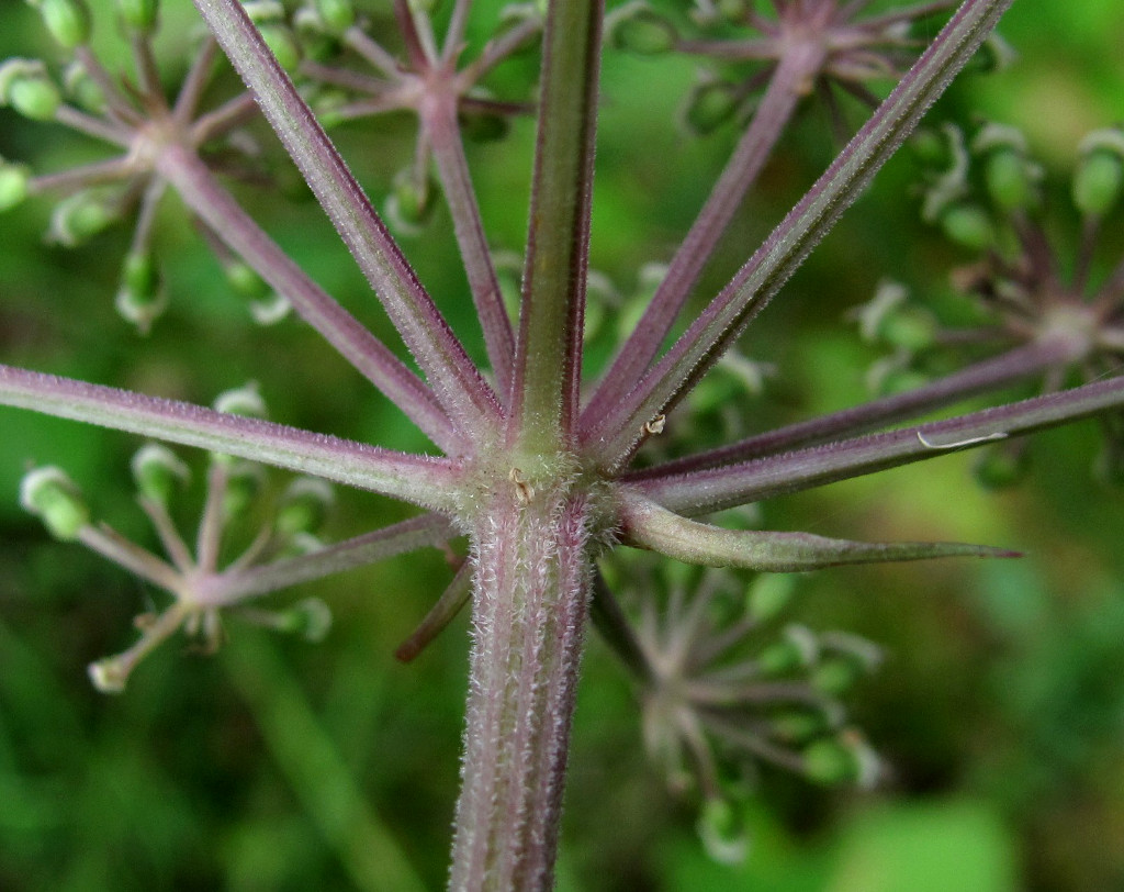 Image of Angelica sylvestris specimen.