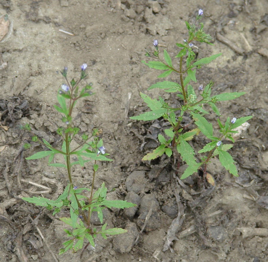 Image of Amethystea caerulea specimen.