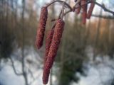 Alnus incana. Мужские соцветия. Московская обл., г. Дубна, лесопарк. 17.01.2008.