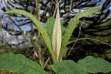 Buddleja globosa