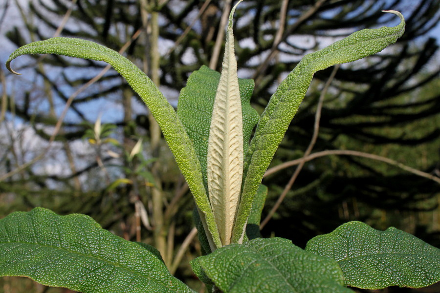 Image of Buddleja globosa specimen.