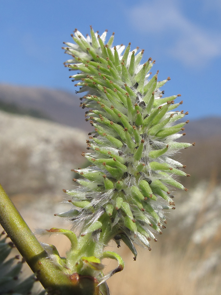 Image of Salix caprea specimen.