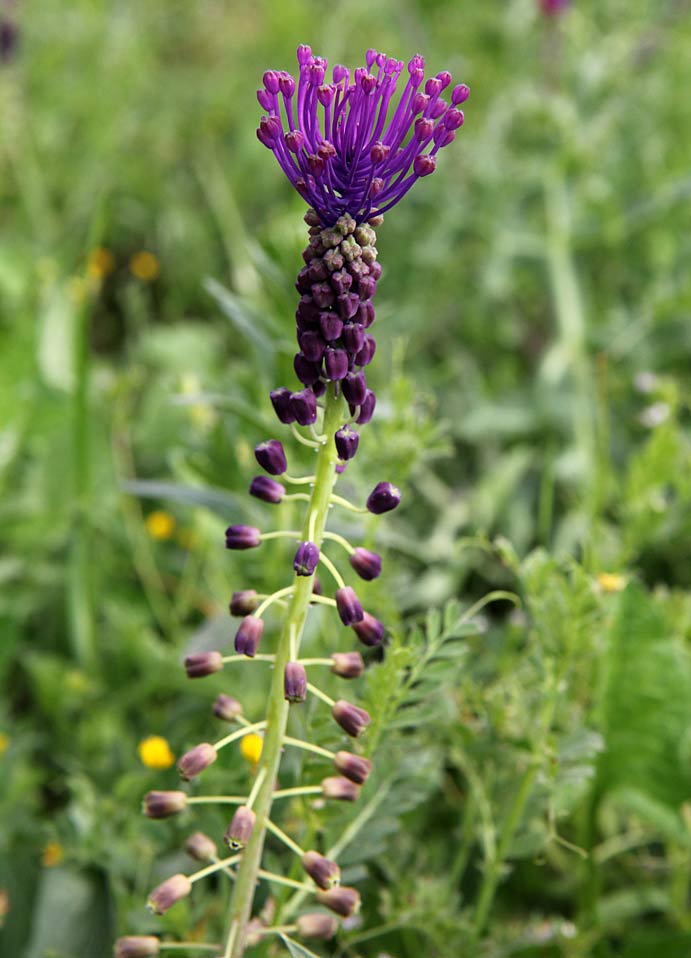 Image of Leopoldia comosa specimen.