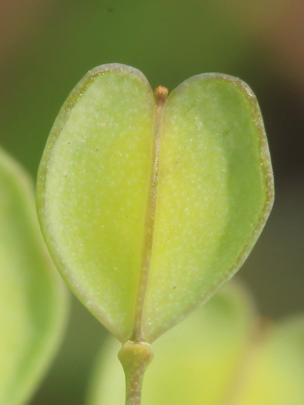 Image of Microthlaspi perfoliatum specimen.