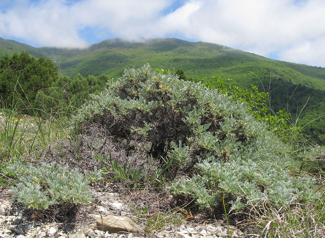 Изображение особи Astragalus arnacanthoides.