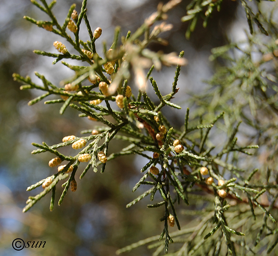 Изображение особи Platycladus orientalis.