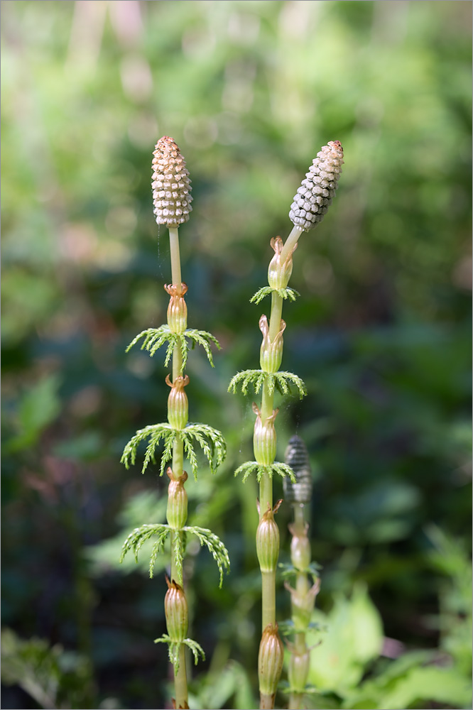 Image of Equisetum sylvaticum specimen.