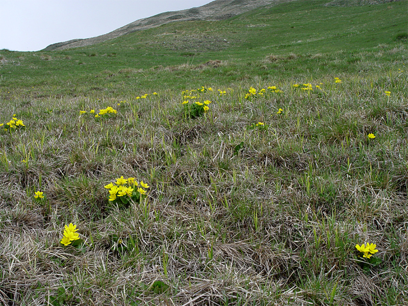 Изображение особи Caltha polypetala.