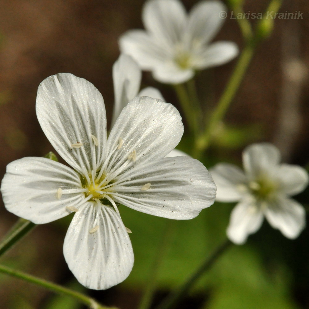 Image of Cerastium pauciflorum specimen.