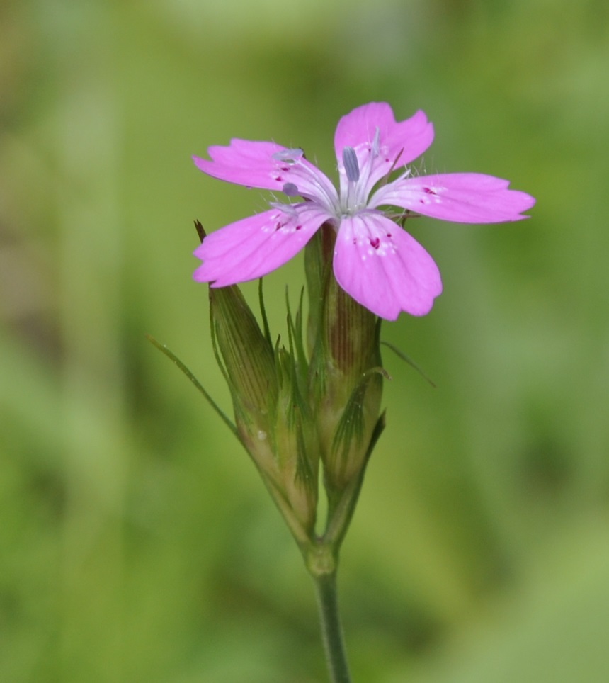 Image of Dianthus armeria specimen.