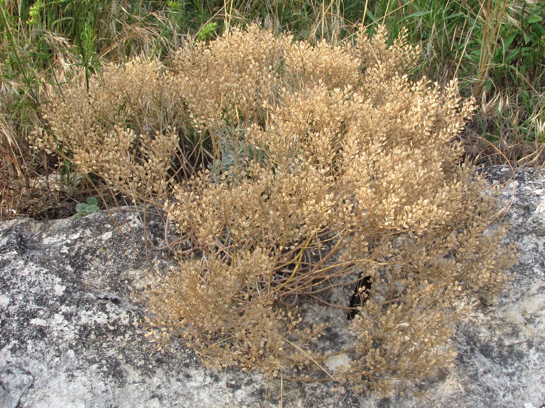 Image of Odontarrhena subalpina specimen.