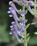 Scutellaria altissima