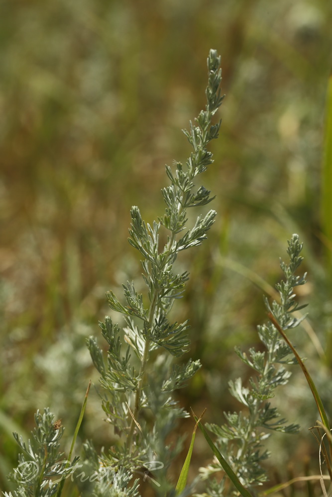 Изображение особи Artemisia austriaca.