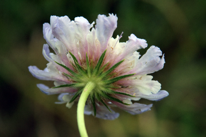 Image of Lomelosia songarica specimen.