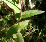 Смотреть изображение род Epilobium