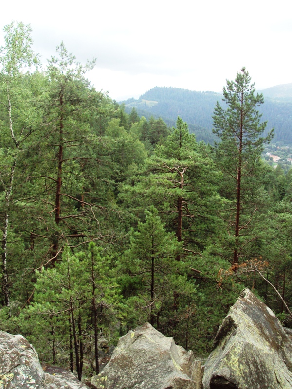 Изображение особи Pinus sylvestris.