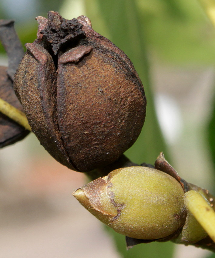 Image of Carya ovata specimen.