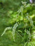 Cimicifuga foetida. Верхушка цветущего растения. Хакасия, окр. с. Таштып. Начало августа 2009 г.