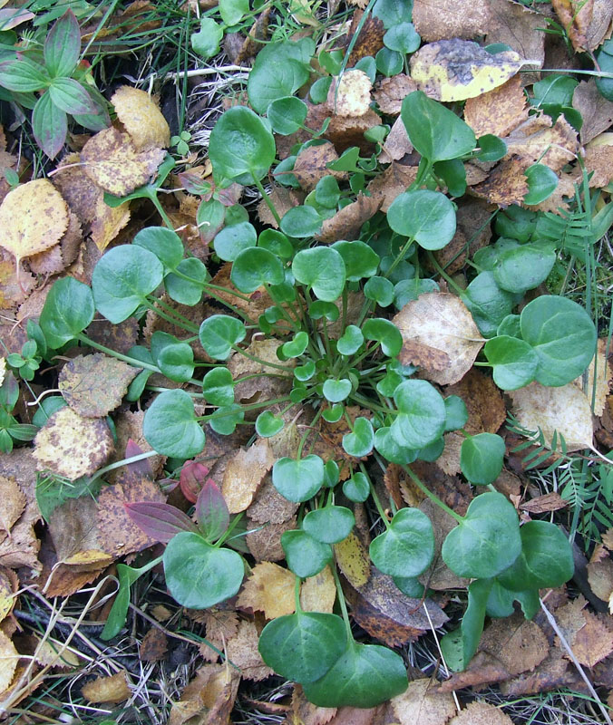 Image of genus Cochlearia specimen.