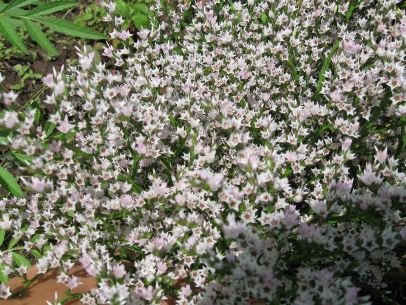 Image of genus Goniolimon specimen.