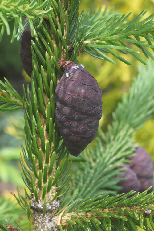 Изображение особи Picea omorika.