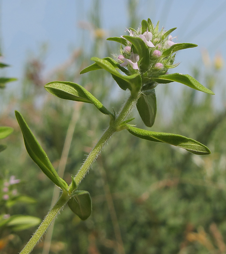 Image of Thymus marschallianus specimen.