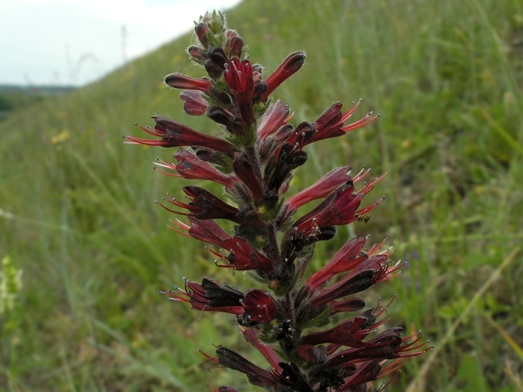 Image of Echium russicum specimen.